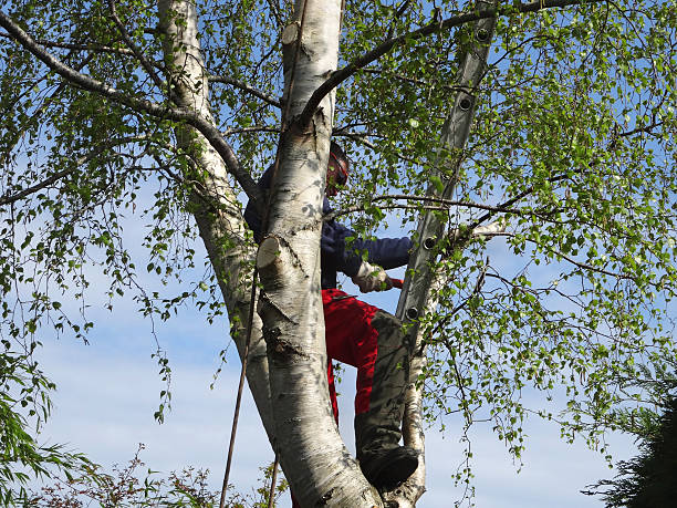 Best Pest Control for Lawns  in North New Hyde Park, NY